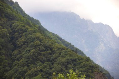 Gökyüzüne karşı ağaçlarla kaplı dağların bir kısmı.