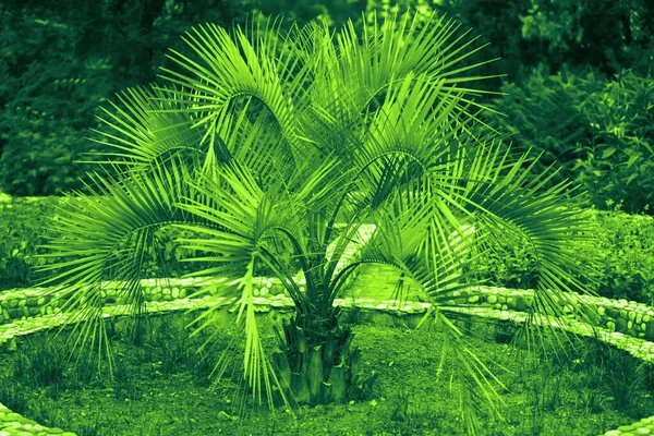 Zöld Tónusú Trópusi Pálmafák Egzotikus Virágos Háttér — Stock Fotó