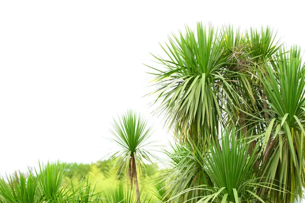 Tropical palm.Jungle exotic plant background.
