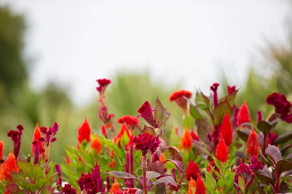 Natural flower background. Red flowers of celosia on a blue sky background.