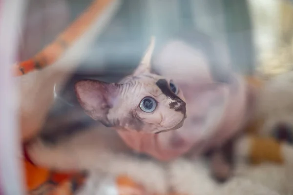 Sphynx cat behind a plastic screen at a cat show.