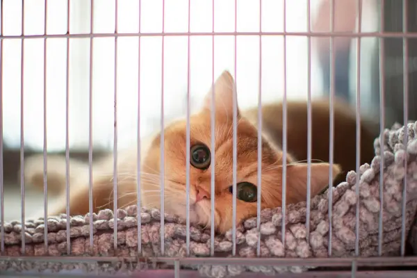 A close-up British breed cat in a carrier lies at a cat show.