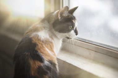 Güneşin sarı ışıklarıyla aydınlatılan evcil bir üç renkli kedi merakla pencereden dışarı bakar..