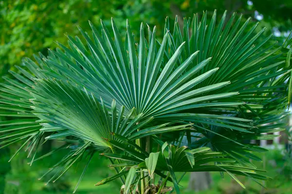 Green leaves of a tropical plant. Floral background.