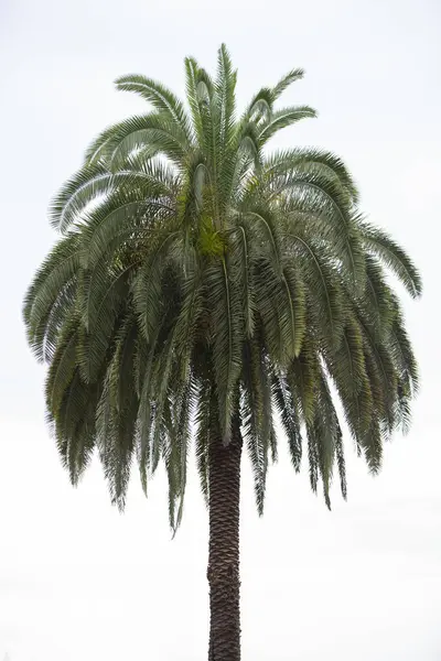 在白色背景上的热带棕榈树的顶部 — 图库照片