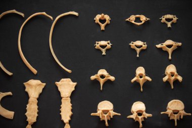 Siyah arka planda insan iskeletinin kemikleri öğrenciler için bir öğretim malzemesi olarak yakın plan..