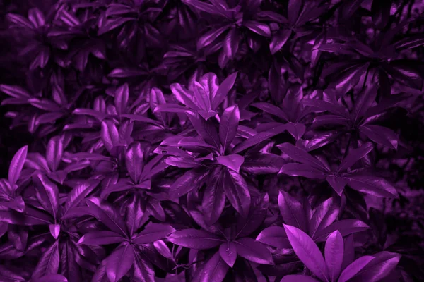 创意紫色叶子的纹理 生态植物背景 — 图库照片