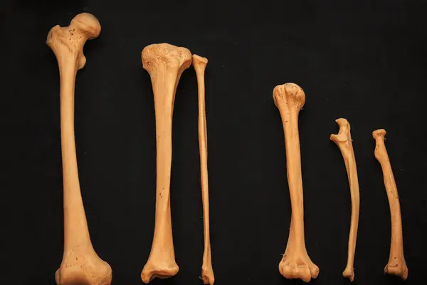黑色背景下的人体骨骼骨骼化石 作为学生的医疗教材 图库照片