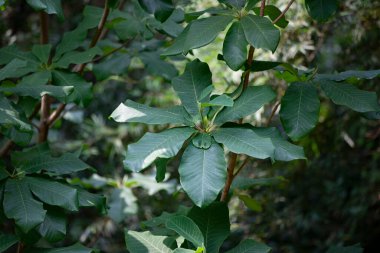 Magnolia officinalis yakın plandan ayrılıyor. Manolya ağacının çiçek arkaplanı.