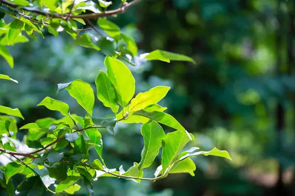 stock image Natural background. Eretia plant with green leaves.