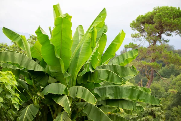 Tropical background. Beautiful green leaves of a tropical banana.