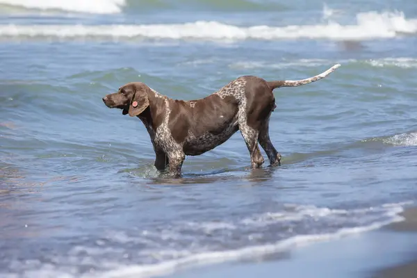 A chipped stray dog goes into the sea to swim.