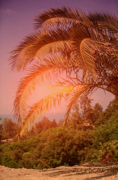 Tropical palm tree against the background of red sun rays.