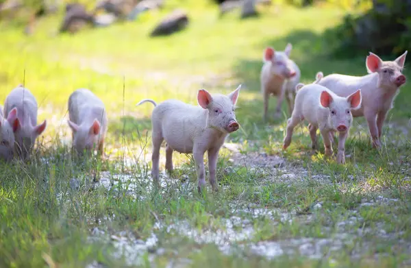 有趣的小猪在自然界中行走 有趣的小猪在自然界中行走 一群粉色可爱的小猪在草地上奔跑 图库图片