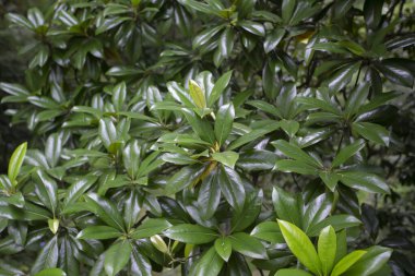 Magnolia grandiflora yapraklarının doğal arkaplanı.