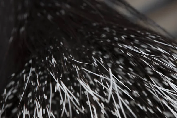 Texture Quill Tail Porcupine — Stock Photo, Image