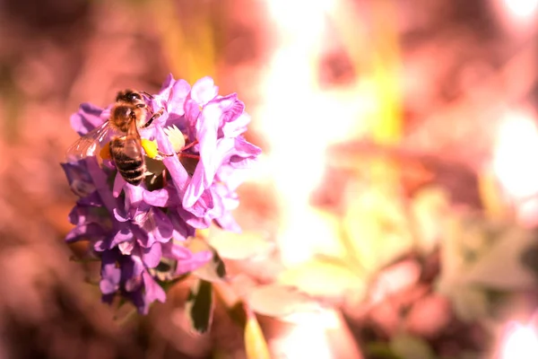 배경입니다 꿀벌은 보라색 — 스톡 사진