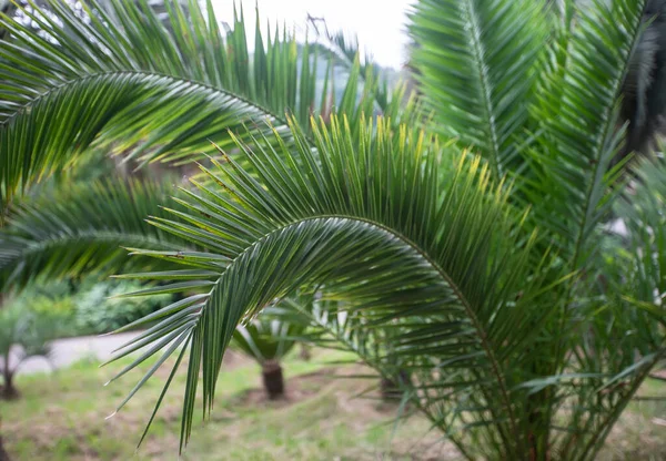 Tropikalne Liście Palmy Egzotyczne Tło Kwiatowe — Zdjęcie stockowe