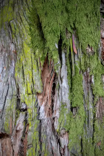 Fundo Natural Casca Árvore Coberta Com Musgo Verde — Fotografia de Stock