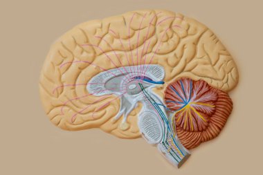 Tıp sınıfında ders vermek için insan beyni modeli. Beynin yapısı..