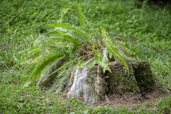 A green fern grows near a stump in the forest. Floral forest background