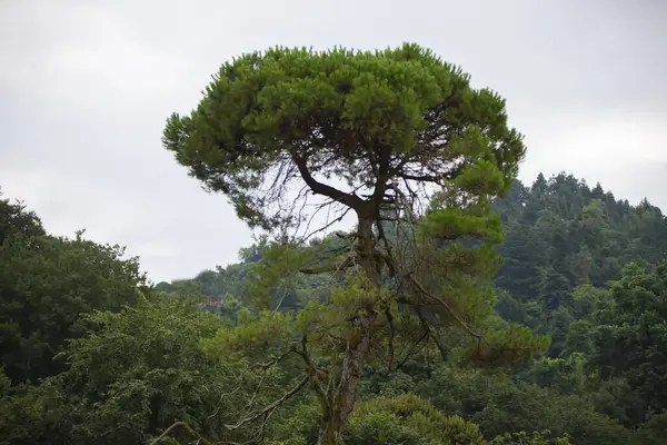 Naturgrüner Hintergrund Pinienkiefer Umgeben Von Grünen Pflanzen Botanischen Garten — Stockfoto