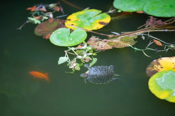 Turtle swims in an artificial pond, top view.