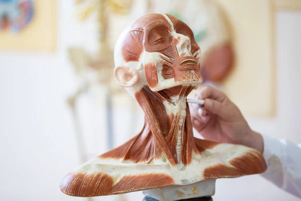 Human head anatomy model for education. The teacher\'s hand shows the structure of the muscles of the human head.