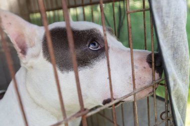 Kapalı bir alanda dövüşen bir köpeğin yüzü..