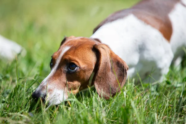 A dachshund is walking on a green lawn. A dog on a walk in summer.