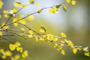 Genç huş ağacının yaprakları yeşil arka planda.
