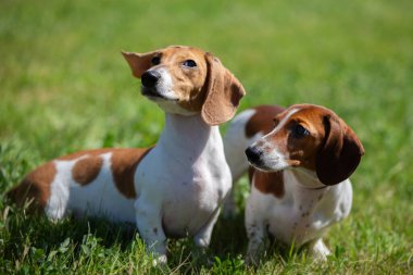 İki sevimli dachshund yeşil çimlerde yürüyor. Yazın yürüyüşe çıkan bir köpek..