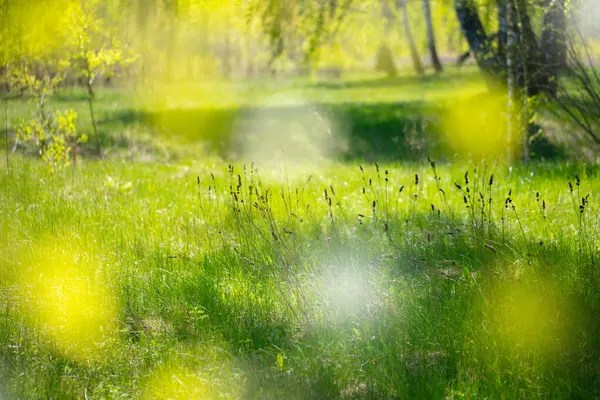 Floral spring background with sun spots bokeh.