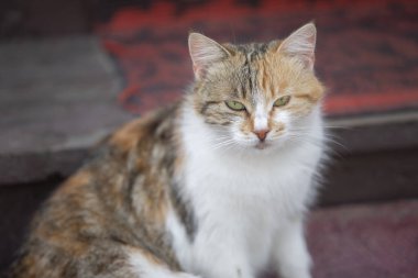 Harika bir melez kedi halıya oturur ve sarı gözlerle kameraya bakar. Okşanmak ve acınmak istiyor..