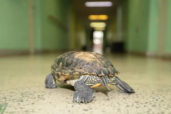 A curious old turtle walks away down the corridor.