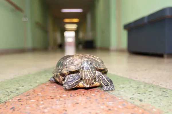 A curious old turtle walks along the corridor and looks at the camera.