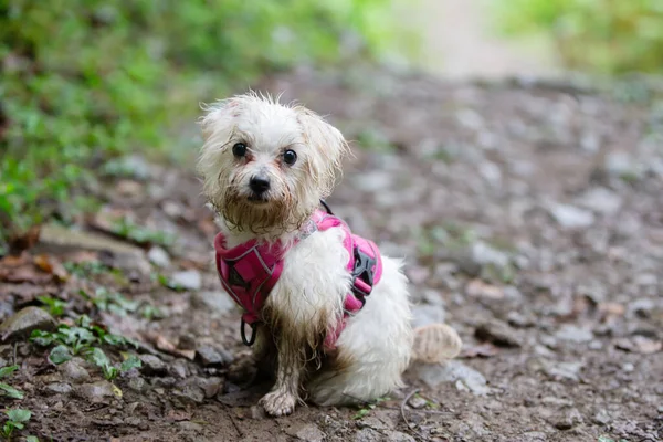 A dirty, wet, tortured dog is lost and looking for its owners.