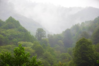 Sisli dağlık arazi, yeşil tropikal yağmur ormanları..