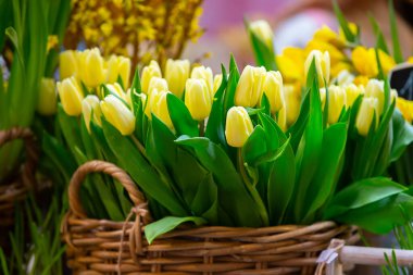 Hasır sepette sarı laleler. Bahar çiçekleri satmak.