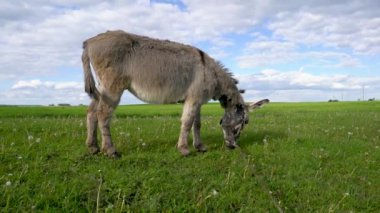 Bir eşek otlak bir alanda otluyor. Gökyüzü mavi, üzerinde birkaç bulut var.