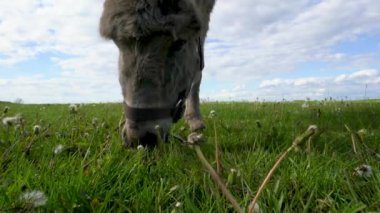 Bir eşek otlak bir alanda otluyor. Gökyüzü mavi, üzerinde birkaç bulut var.