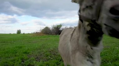 Arkasında koşum takımı olan bir adamla tarlada koşan bir at var. Adam kırbaç tutuyor ve at dizgin takıyor. Sahne heyecan ve enerjiden oluşur, atın koşması gibi.