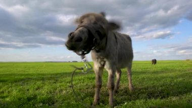 Bir eşek boynunda bir iple bir tarlada duruyor. Eşek mutlu ve neşeli görünüyor.