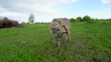 Bir eşek otlak bir alanda otluyor. Gökyüzü mavi, üzerinde birkaç bulut var.