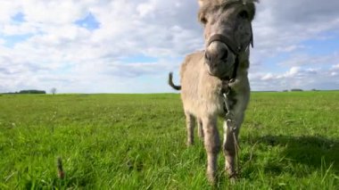 Bir eşek otlak bir alanda otluyor. Gökyüzü mavi, üzerinde birkaç bulut var.