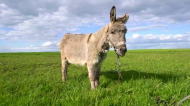 Bir eşek otlak bir alanda otluyor. Gökyüzü mavi, üzerinde birkaç bulut var.