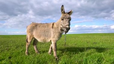 Bir eşek otlak bir alanda otluyor. Gökyüzü mavi, üzerinde birkaç bulut var.