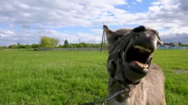 Çayırın arka planında yakın plan çekilmiş bir eşek. Ağzını açtı ve kameraya baktı..