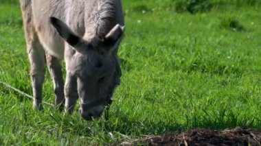 Bir eşek tarlada ot yer. Çiftlik çayırlarında bir hayvan otluyor..