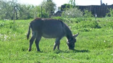 Bir eşek tarlada otluyor. Çimler yeşil ve eşek onu yiyor. Sahne huzurlu ve sakin.
